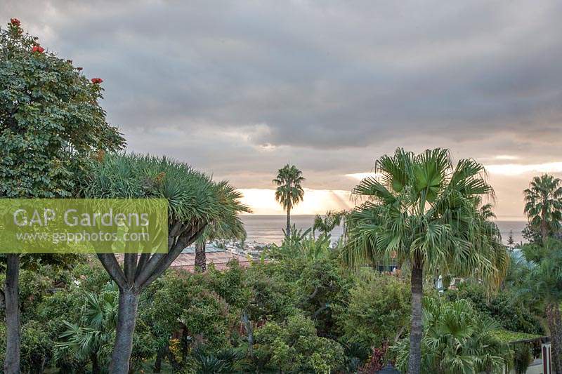 Sunrise and rain clouds over the Bay of Funchal seen over subtropical garden with Palm trees and 
fruiting Dracaena draco subsp. draco syn. Dypsis lutescens - Dragon Tree - and
Livistona chinensis - Chinese Fan Palm and Washingtonia filifera - Desert Fan 
Palm or California Fan Palm 