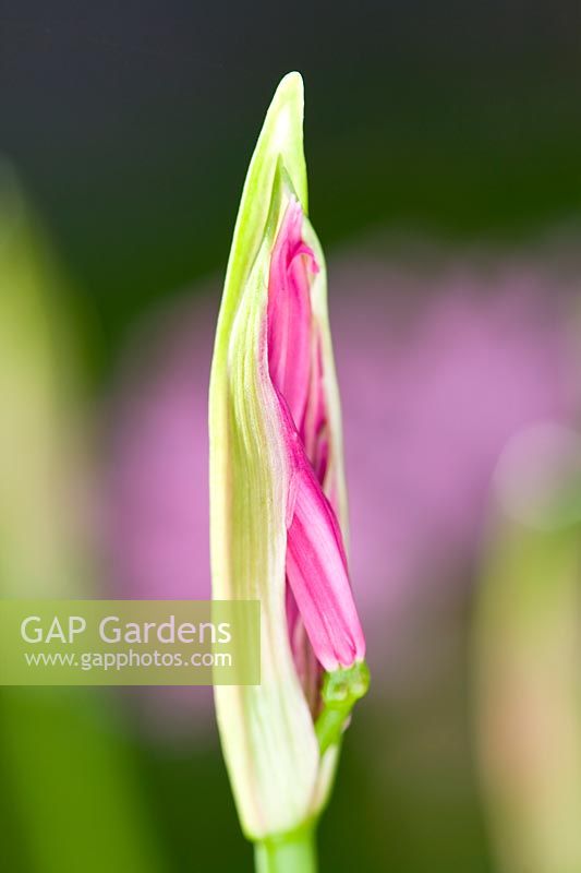 Nerine bowdenii - Bowden lily