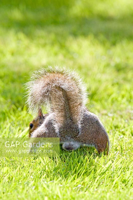 Sciurus carolinensis - Grey Squirrel on lawn. 
