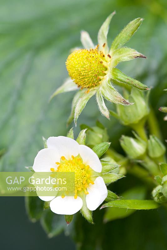 Fragaria vesca - Strawberry flower and forming fruit