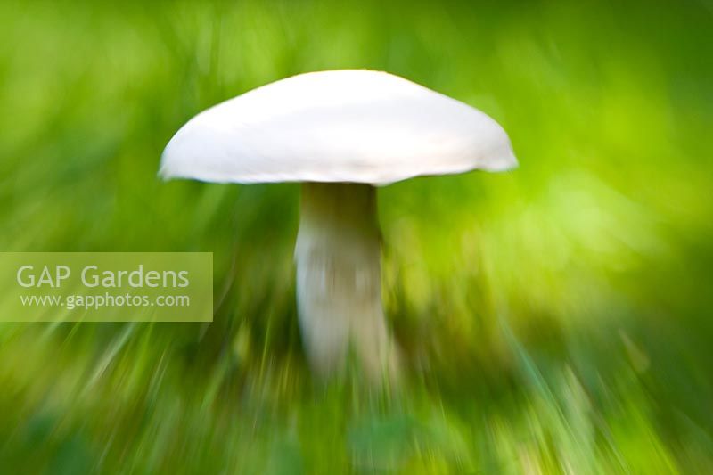 Agaricus bisporus - Common mushroom