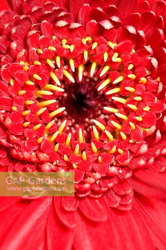 Gerbera - Close up of flower