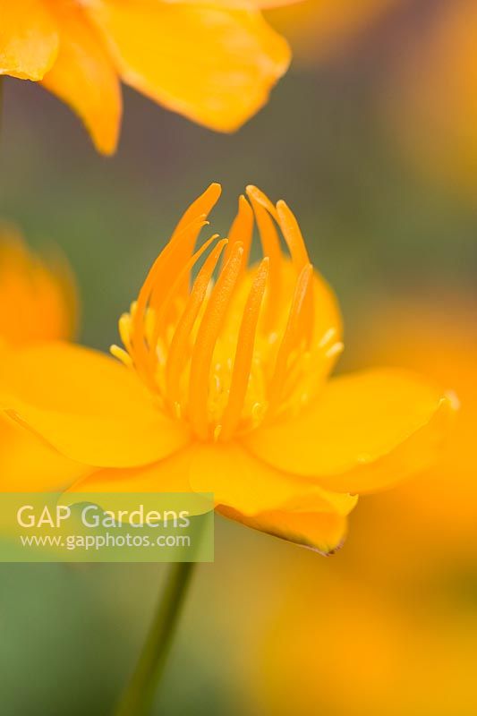 Trollius chinensis 'Golden Queen' - Globeflower 'Golden Queen'
