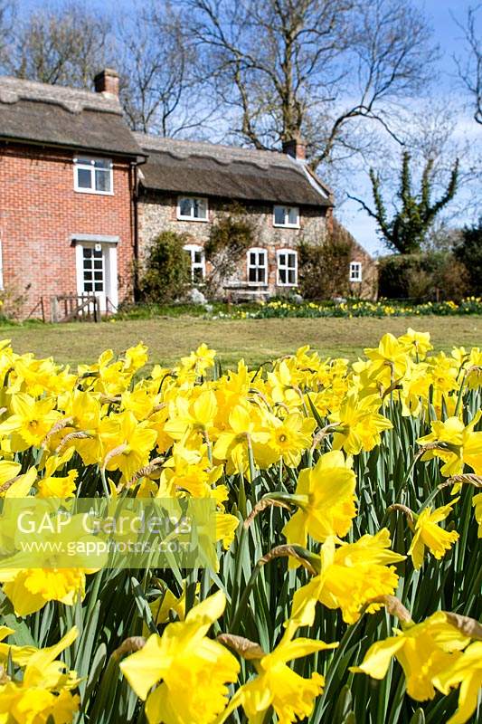 Narcissus - Daffodils in cottage garden, with view to house in background. 