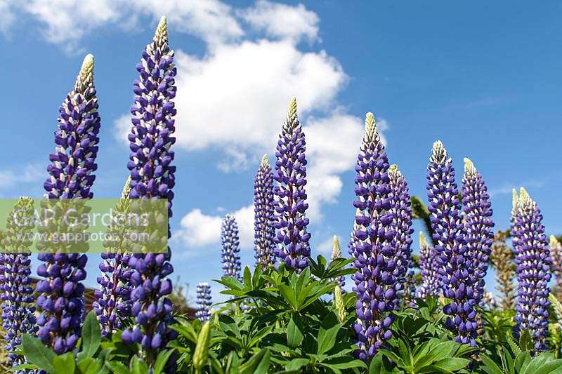 Lupinus 'The Governor - Lupins