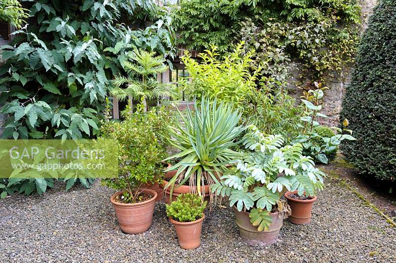 Display of potted foliage plants on terrace, including Melianthus major, Beschorneria yuccoides and Wollemia nobilis.
