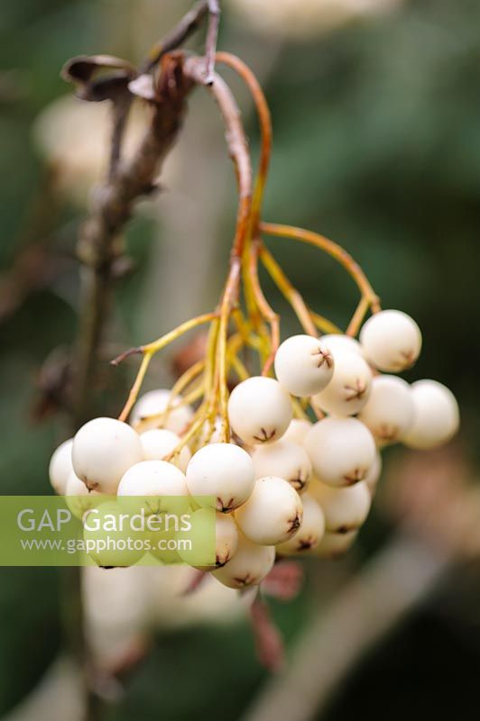 Sorbus cashmiriana - Kashmir Rowan