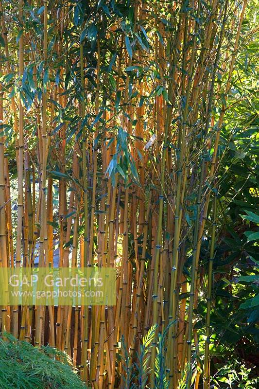 Bamboo - stand of golden bamboo in Japanese-themed garden. 