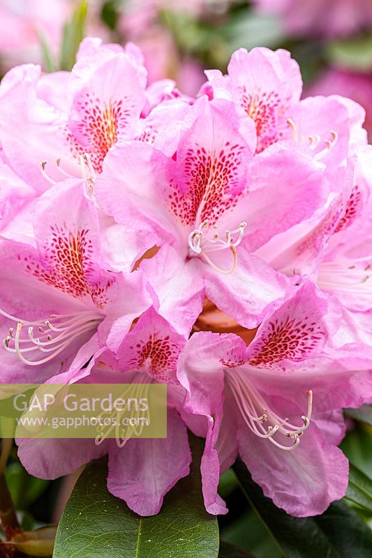 Rhododendron 'Lady Clementine Mitford'