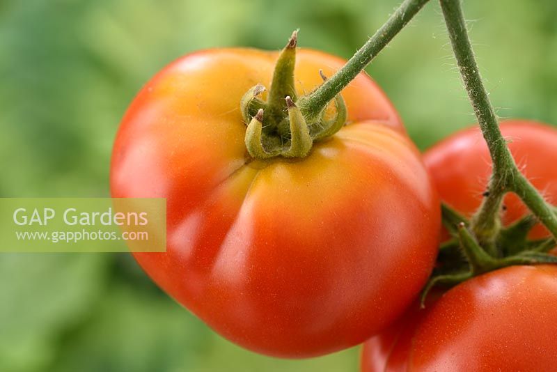 Solanum lycopersicum 'Totem' Tomato Syn. Lycopersicon esculentum with greenback disorder