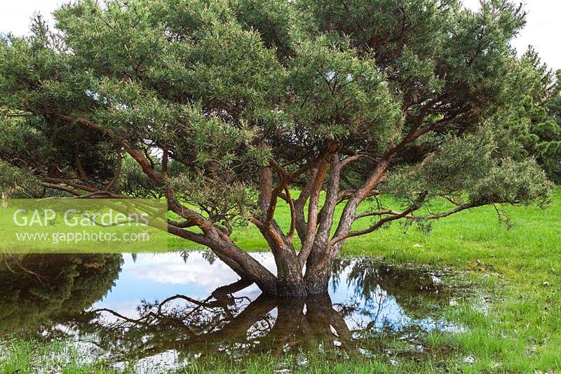 Pinus silvestris - Scots Pine tree surrounded by puddle of water, due to late spring thaw and heavy rainfall, Montreal Botanical Garden, Quebec, Canada.

