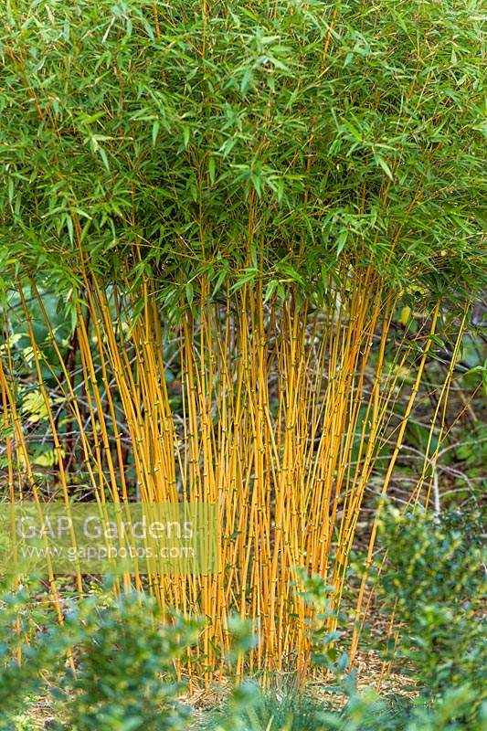 Phyllostachys aureosulcata f. aureocaulis - yellow-groove bamboo
