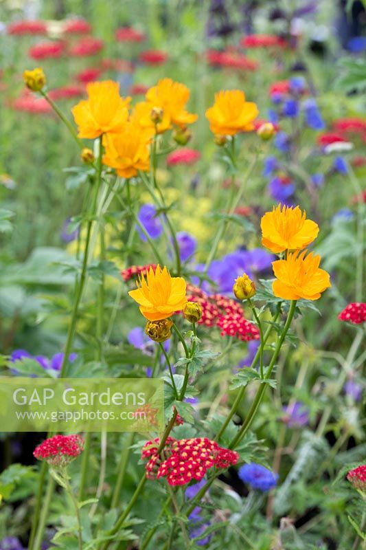 Trollius chinensis 'Golden queen' - Globeflower and other flowers including Achillea - Yarrow. 