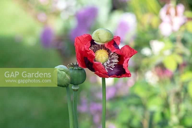 Papaver somniferum - Opium Poppy opening in the early morning.