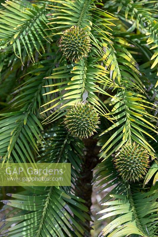 Wollemia nobilis - Wollemi pine tree foliage and round female cones. 