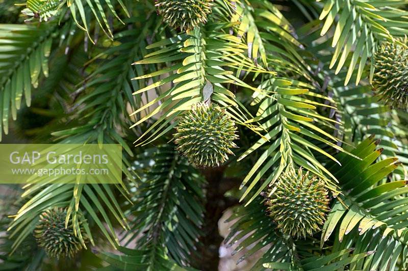 Wollemia nobilis - Wollemi pine tree foliage and round female cones.