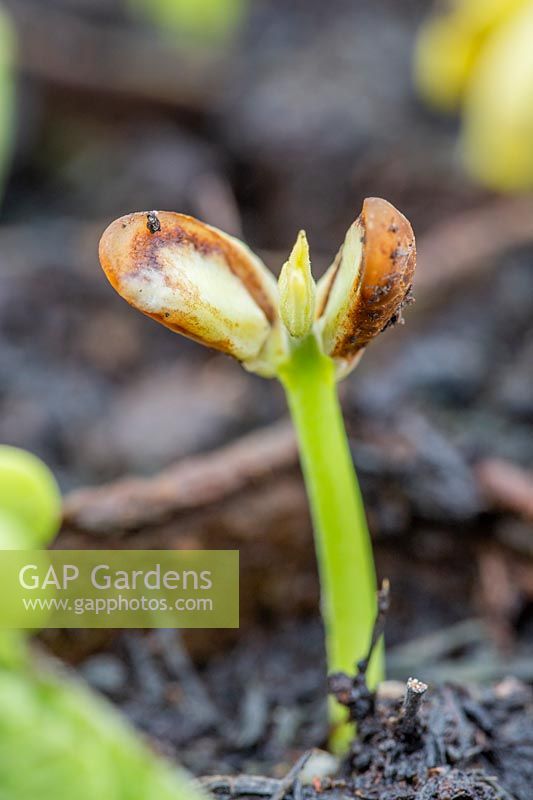 Seedlings of Phaseolus vulgaris 'Tendergreen' - Bean dwarf French 'Tendergreen'