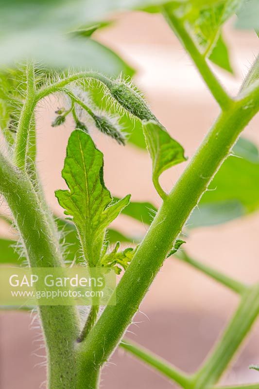 Solanum lycopersicum  - side shoot on indeterminate or cordon tomato