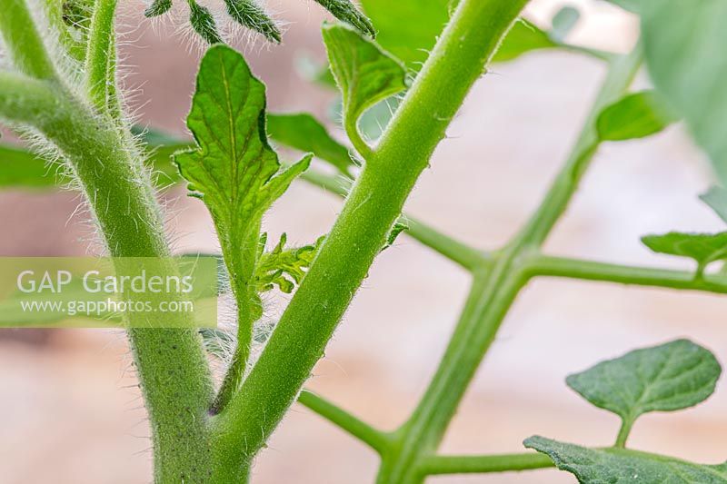 Solanum lycopersicum - side shoot on indeterminate or cordon tomato
