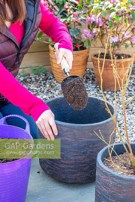 Woman using scoop to add compost to larger pot, while re-potting blueberry plant.