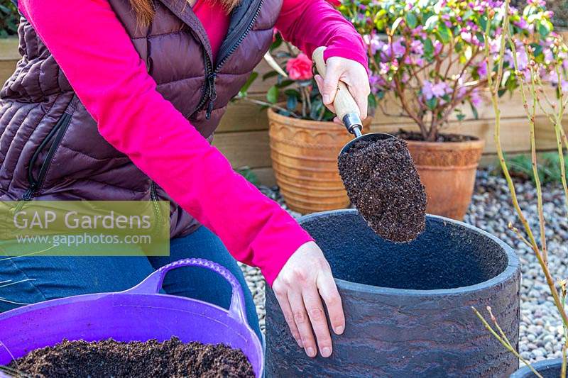 Woman using scoop to add compost to larger pot, while re-potting blueberry plant.