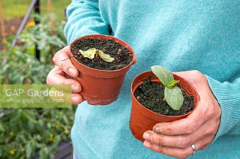  
Woman holding two pots of seedlings - one with a healthy Courgette seedling and one with a dead seedling, caused by Damping off.
