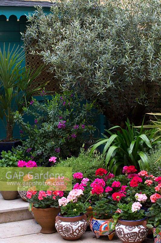 Grouped pots of pelargoniums in Moroccan inspired courtyard