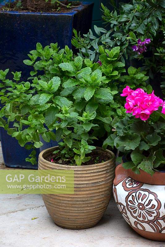 Potted mint and pelargonium in Moroccan themed courtyard