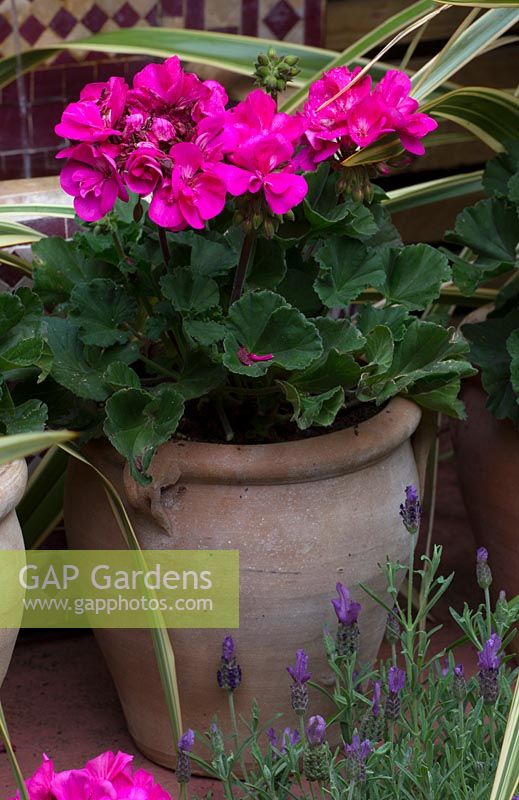 Potted pink pelargoniums