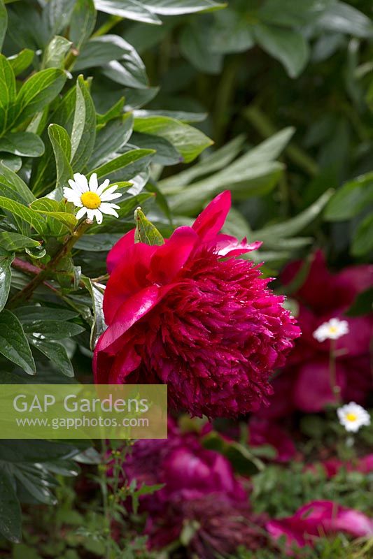 Paeonia Red Charm with daisy