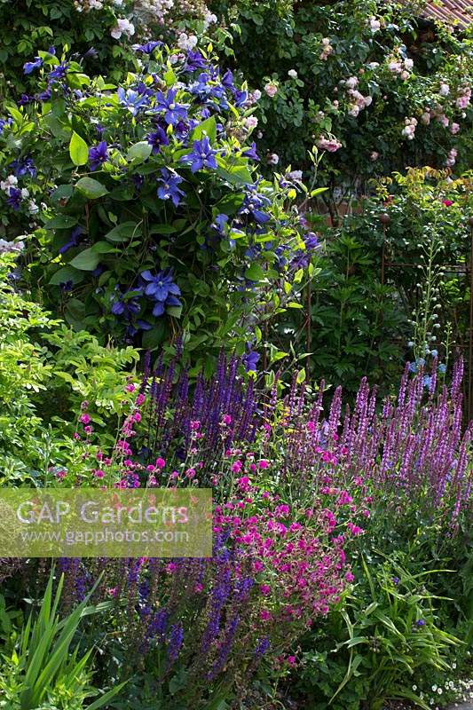 Summer border with clematis and salvias