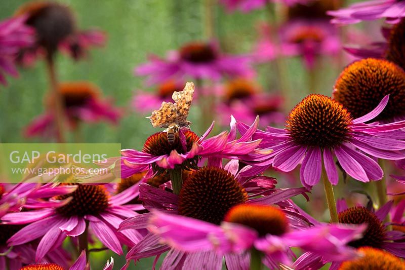 Butterfly and bee on pink echinacea