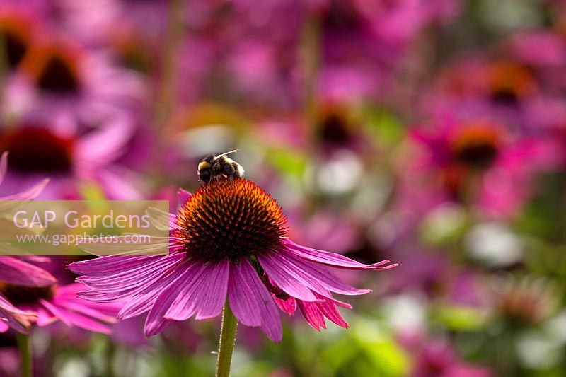 Bee on pink echinacea