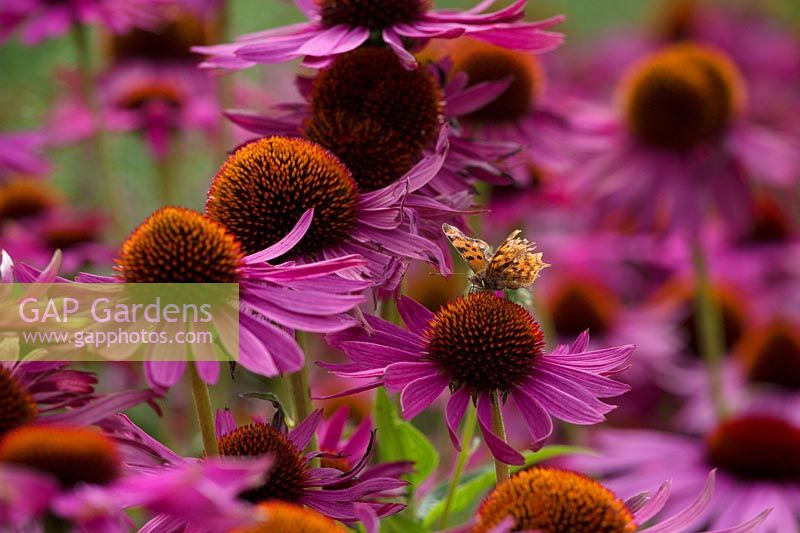 Butterfly on pink Echinacea