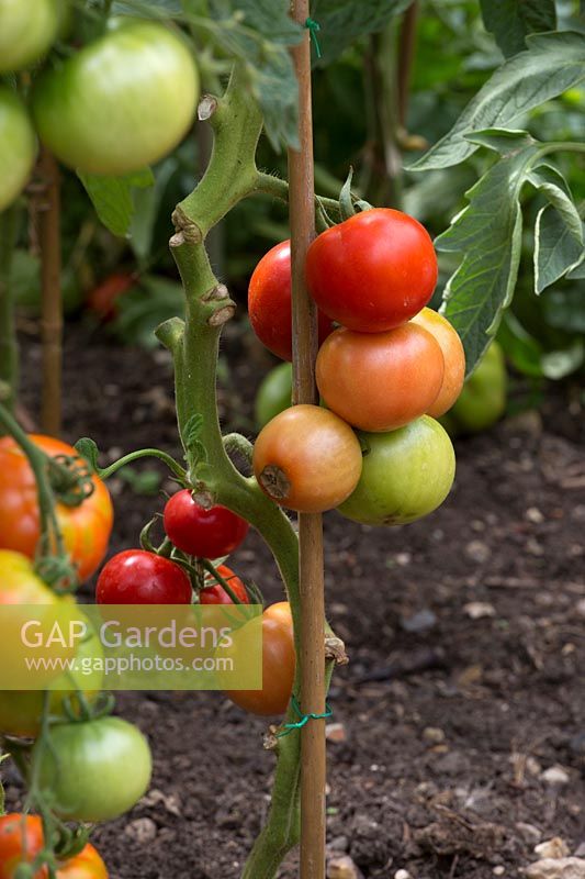 Ripening tomatoes on support