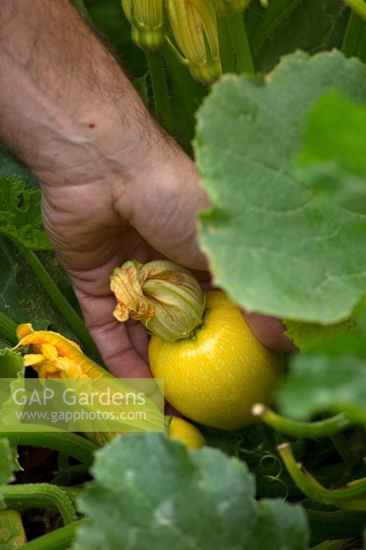 Picking yellow courgette