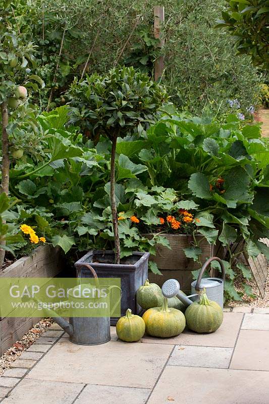 Watering cans under a Bay tree with harvested Squash