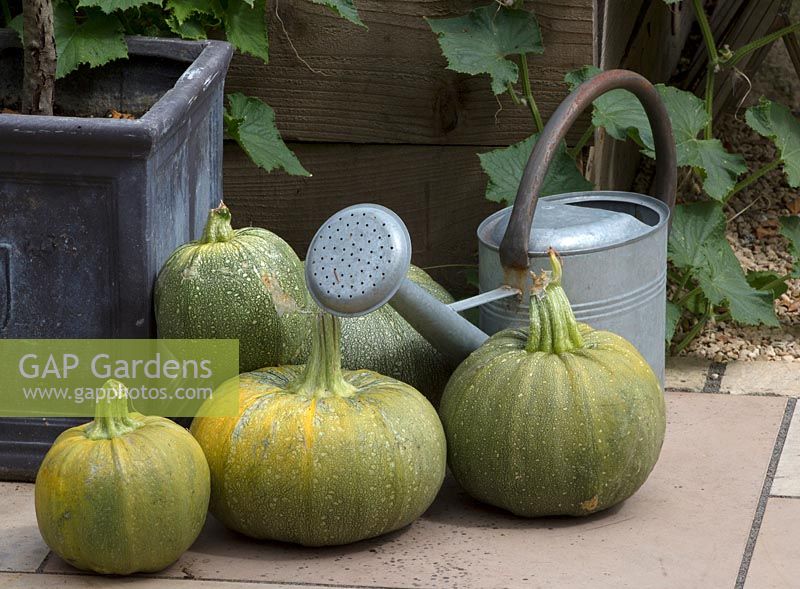 Harvested squash and watering can