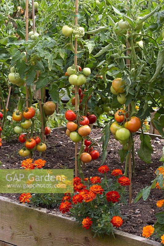 Tomatoes on stakes underplanted with Tagetes â€‰