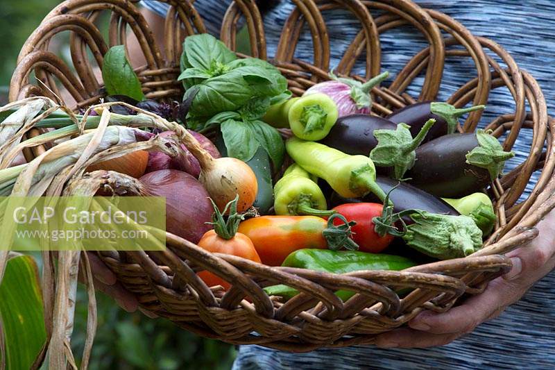 Holding basket of freshly harvested produce
