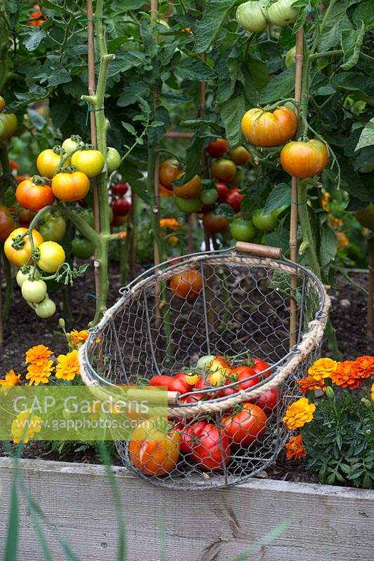 Basket of picked tomatoes in tomato bed