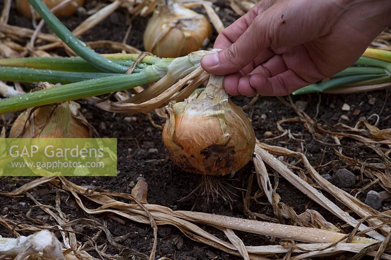 Harvesting an onion