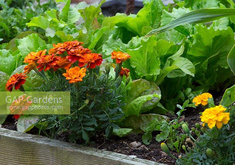 Raised bed with tagetes and salad leaves
