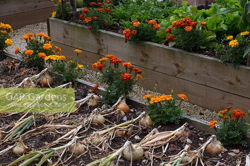 Raised vegetable beds with onions, tagetes and salad leaves