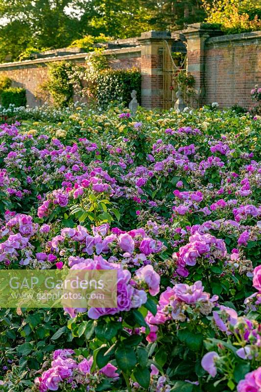 Rose Garden at Hever Castle,Kent, UK