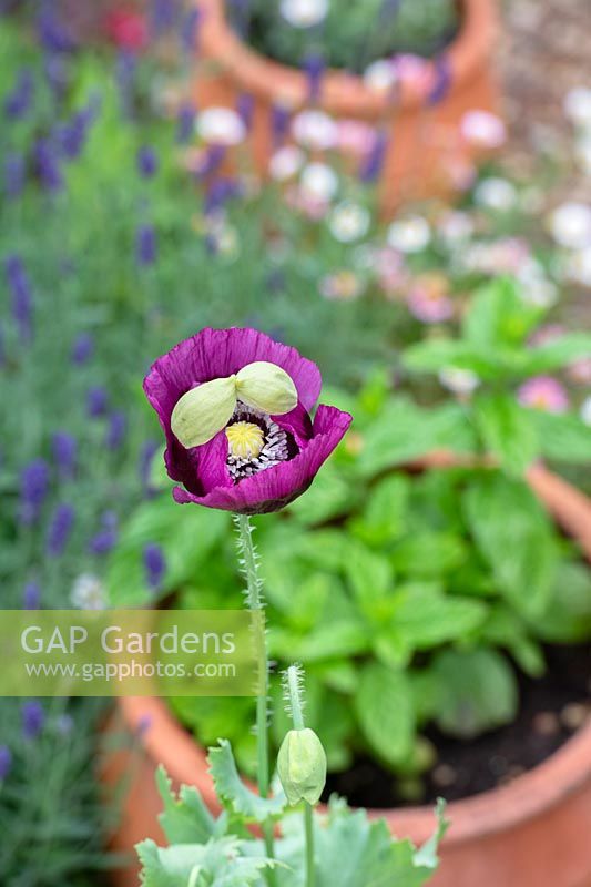 Papaver somniferum - Opium poppy opening in a herb garden