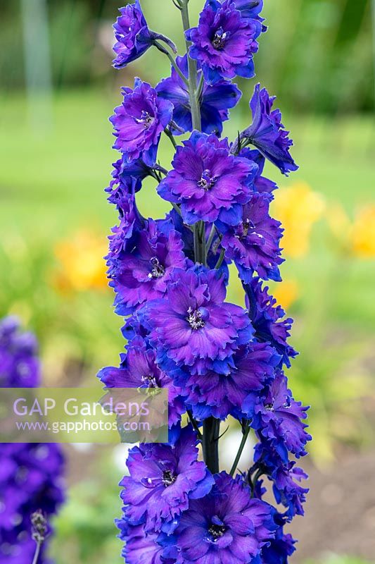 Delphinium 'Pagan Purples' - Hybrid Bee Delphinium