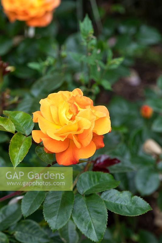 Rosa 'Precious amber' - Bush Rose 