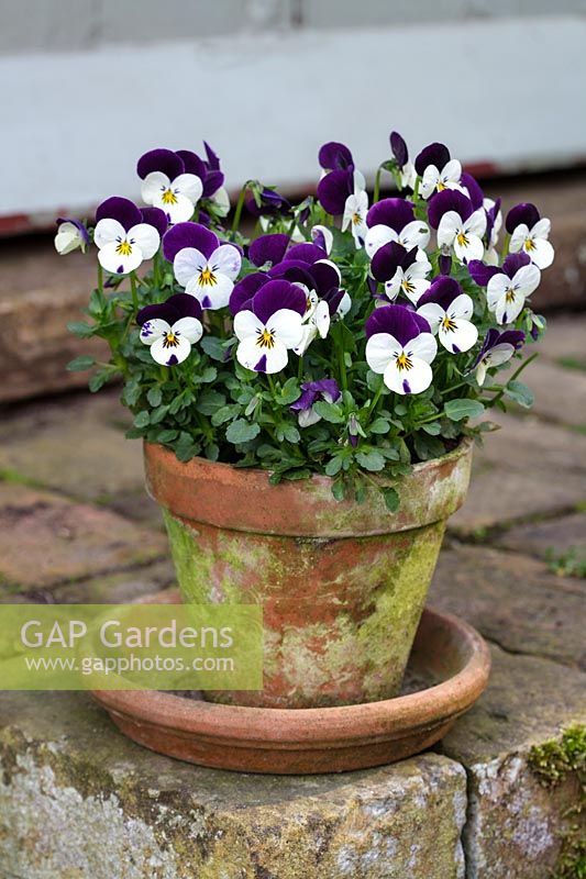 Viola cornuta 'Penny Jump Up' outside in a clay pot on the brick door step, April