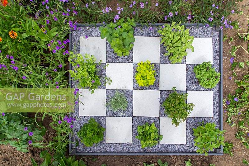 Checkerboard garden with established herbs